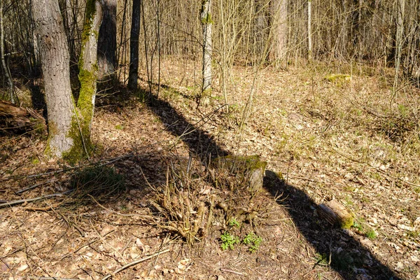 Solig Gammal Skog Med Trädstammar Och Stampar Våren Mossbeklädda Stockar — Stockfoto
