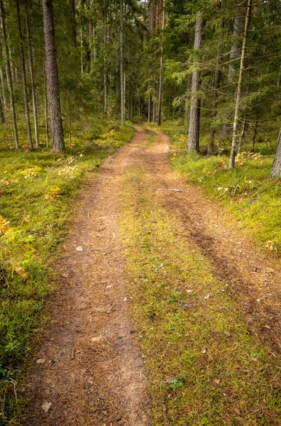 Trilha Turística Floresta Outono Com Folhas Amarelas Caídas Caminho — Fotografia de Stock