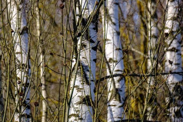 Baumstamm Strukturiert Hintergrund Frühling Wald Mit Bleichfarben — Stockfoto