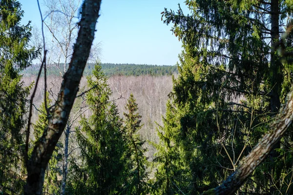 Floresta Natural Verão Exuberante Com Arbustos Troncos Árvores Musgo Chão — Fotografia de Stock