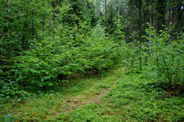 Zelený Les Svěží Listy Listoví Keře Textury Letní Přírodě — Stock fotografie