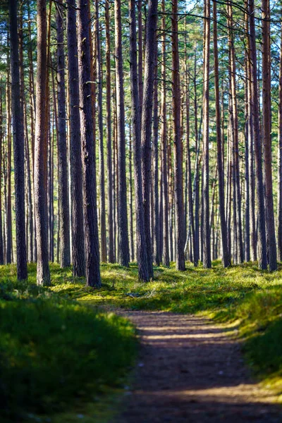 Tronco Árbol Texturizado Fondo Bosque Primavera Con Colores Blanqueados — Foto de Stock