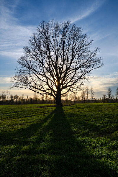 large old tree trunk in the forest in natural environment