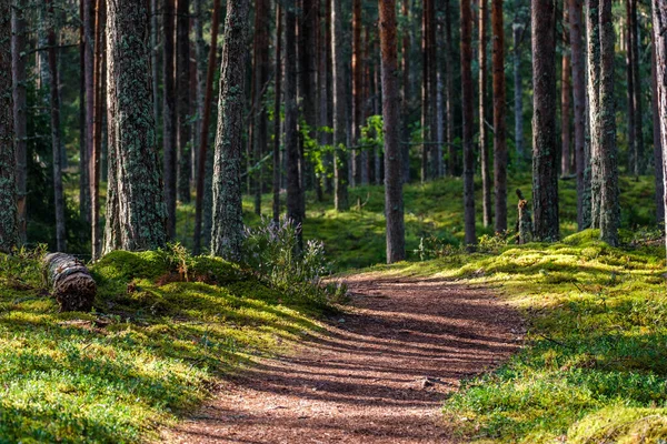 Sentier Touristique Forêt Automne Avec Des Feuilles Jaunes Tombées Sur — Photo