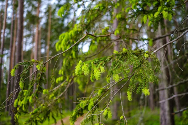 Небольшие Ветки Деревьев Весной Нейтральном Фоне Размытия Абстрактные Свежими Зелеными — стоковое фото