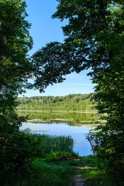 Scenic Summer River View Forest Green Foliage Tree Leaf Low — Stock Photo, Image