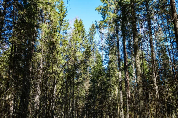Soleado Bosque Viejo Con Troncos Árboles Pisadas Primavera Troncos Cubiertos — Foto de Stock