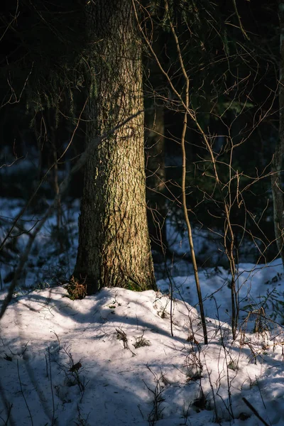 Kouzelný Zimní Les Stromy Pod Sněhovou Pokrývkou Slunečný Den Zemi — Stock fotografie