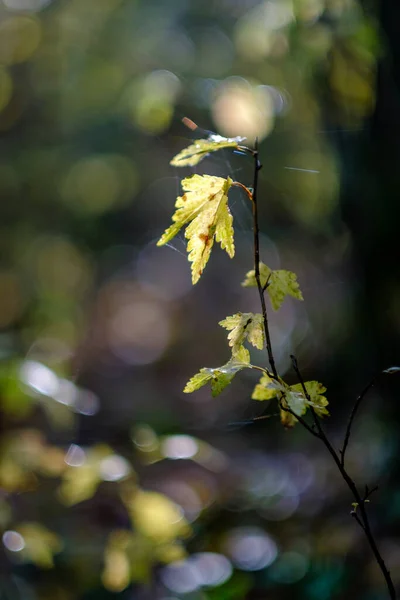 Абстрактный Осенний Цветной Листопад Природе Размытым Фоном Капризными Цветами — стоковое фото