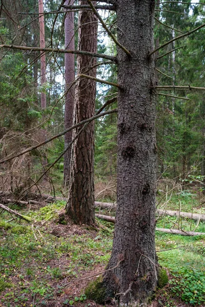 Velký Starý Kmen Stromu Lese Přírodním Prostředí — Stock fotografie