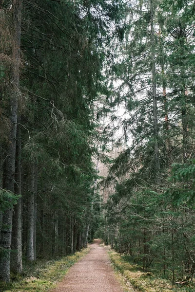 Krásná Štěrková Stezka Jarním Lese Stromy Bez Listí — Stock fotografie
