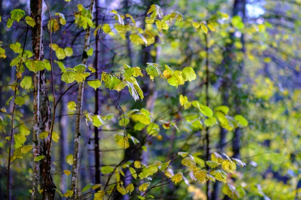 추상적 Leaf Pettern 자연의 스러운 — 스톡 사진