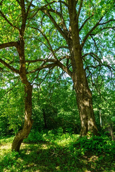 Verde Foresta Lussureggiante Con Foglie Fogliame Cespuglio Texture Nella Natura — Foto Stock