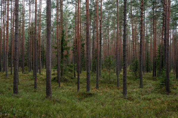 Tronco Árbol Texturizado Fondo Bosque Primavera Con Colores Blanqueados — Foto de Stock