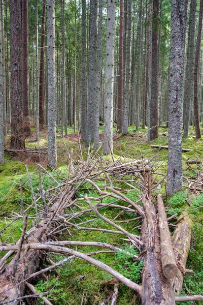 Suche Stare Pnie Drzew Korzenie Pozostawione Lesie Drewno Liściaste Naturalne — Zdjęcie stockowe