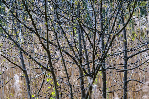 春天的小树枝在中性模糊的背景上 含有新鲜绿叶的摘要 — 图库照片