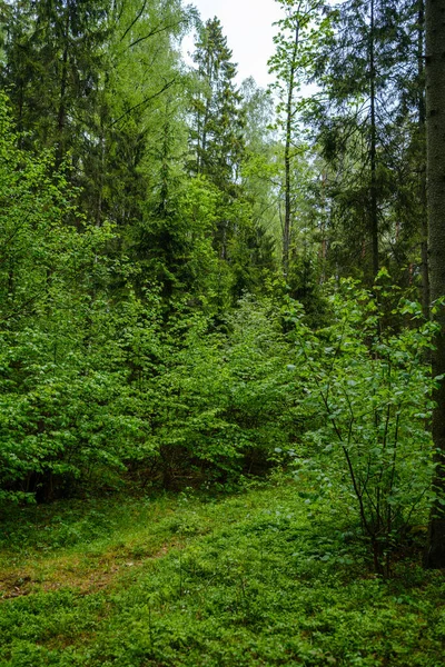 Forêt Verte Luxuriante Avec Des Feuilles Feuillage Texture Brousse Dans — Photo