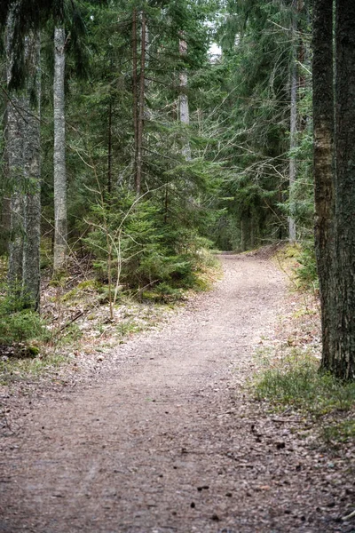 Schöner Schotterweg Fußweg Frühlingswald Bäume Ohne Blätter — Stockfoto