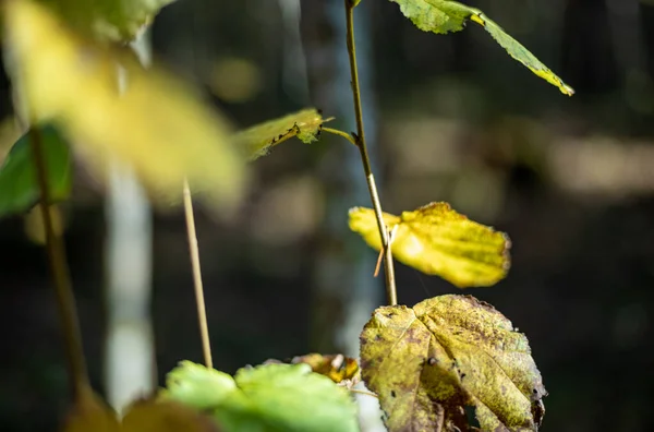 Abstracte Herfst Gekleurde Blad Pettern Natuur Met Wazige Achtergrond Humeurige — Stockfoto