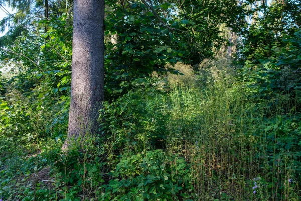 Duży Stary Pień Drzewa Lesie Środowisku Naturalnym — Zdjęcie stockowe
