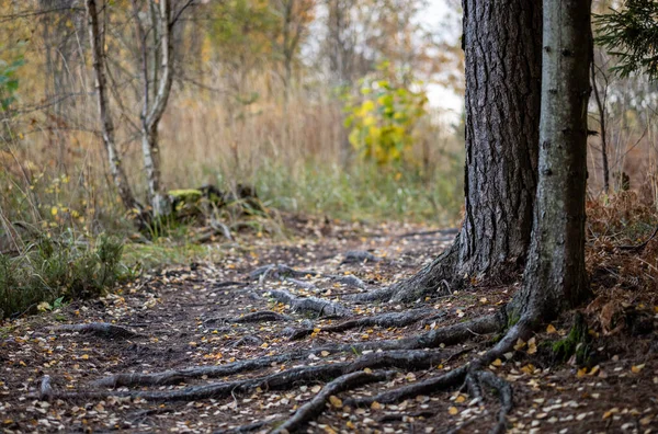 Sendero Turístico Bosque Otoño Con Hojas Amarillas Caídas Camino — Foto de Stock