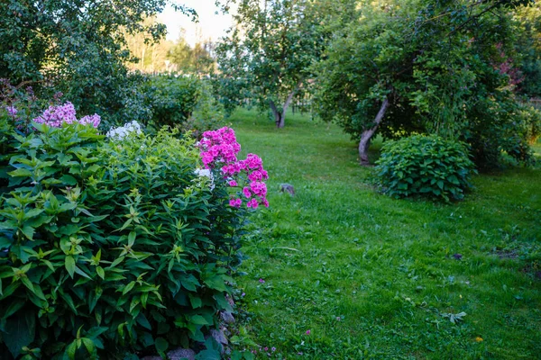 여름에는 뒷마당에 정원을 만들고 울타리와 덤불로 장식을 — 스톡 사진