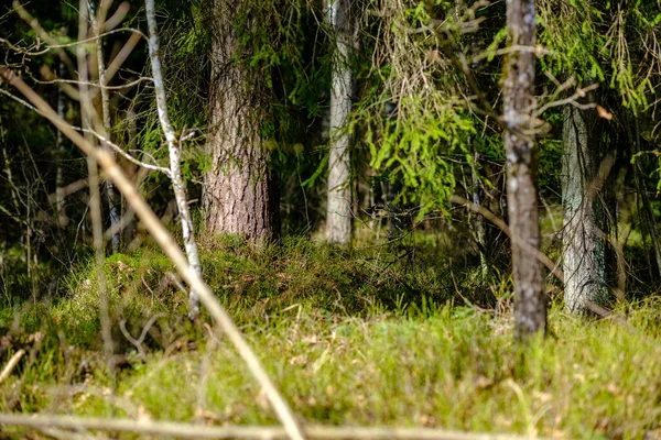 Vieille Forêt Ensoleillée Avec Troncs Arbres Piétinements Printemps Troncs Couverts — Photo