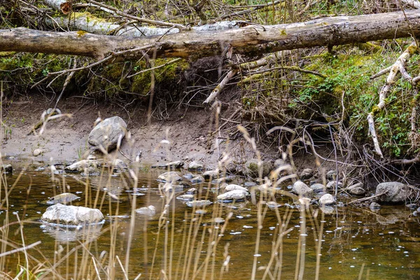 春の植生のある海岸に青い水と岩のある田舎の森の川 — ストック写真