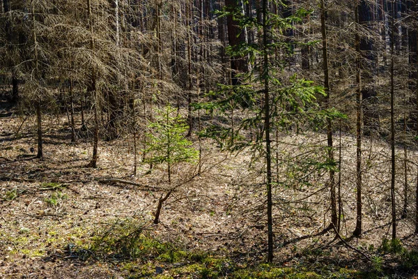 Foresta Naturale Estiva Rigogliosa Cespugli Tronchi Albero Muschio Terra Riserva — Foto Stock
