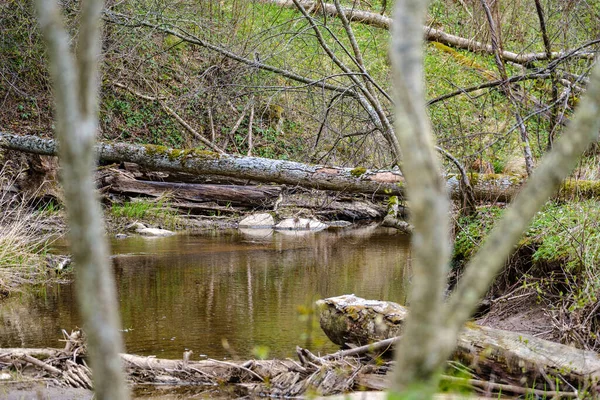 Fiume Foresta Campagna Con Acqua Blu Rocce Sulla Riva Con — Foto Stock