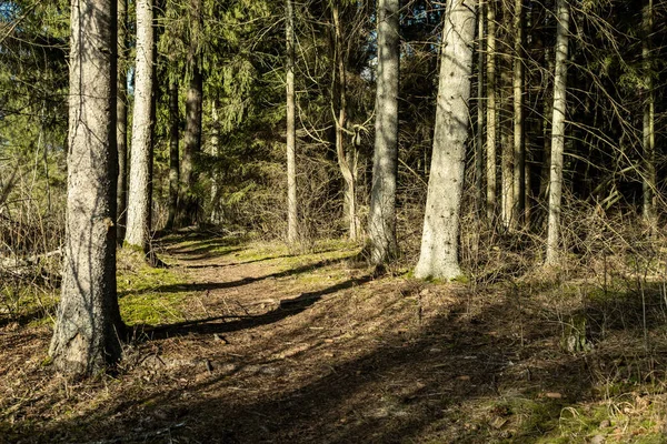 나무줄기와 줄기가 봄철에는 광선으로 나무를 양지바른 — 스톡 사진