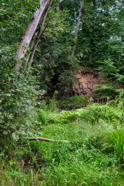 Falaises Grès Sur Rive Rivière Gauja Forêt Lettonie — Photo