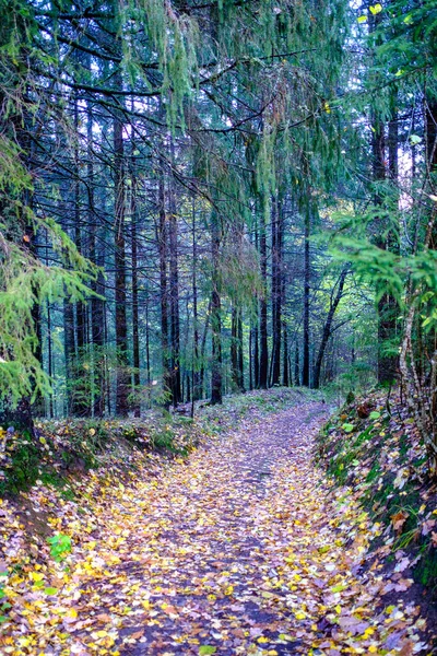 Turiststig Skogen Hösten Med Gula Fallna Löv Stigen — Stockfoto