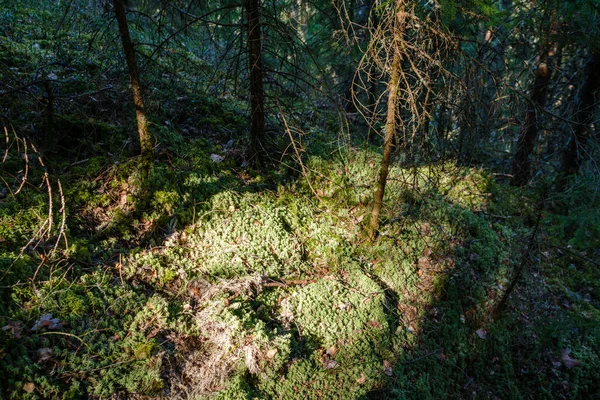 Természetes Nyári Erdő Buja Bokrok Fatörzsek Moha Földön Természetvédelmi Terület — Stock Fotó