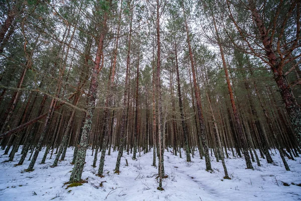 Τοίχος Κορμού Δέντρων Στο Χειμερινό Δάσος Καλυμμένος Χιόνι Και Ήλιο — Φωτογραφία Αρχείου
