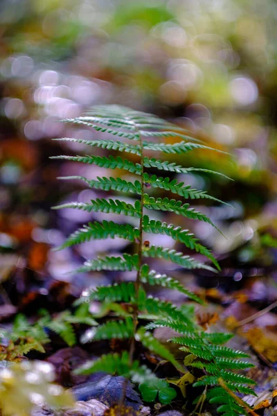 추상적 Leaf Pettern 자연의 스러운 — 스톡 사진