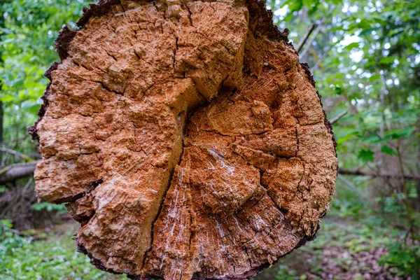 Vieux Tronc Arbre Sec Piétiner Dans Forêt Pour Les Bûches — Photo