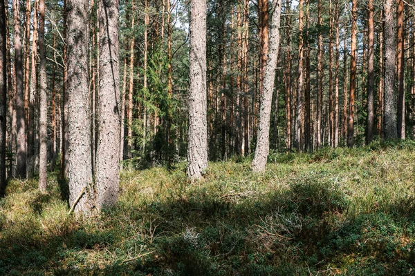 Árvore Tronco Texturizado Fundo Floresta Primavera Com Cores Faia — Fotografia de Stock