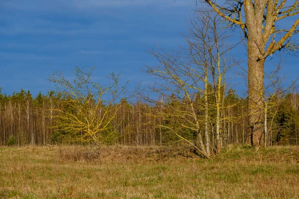 Large Old Tree Trunk Forest Natural Environment — Stock Photo, Image