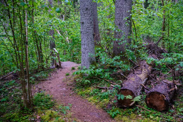 Grande Tronco Árvore Velha Floresta Ambiente Natural — Fotografia de Stock