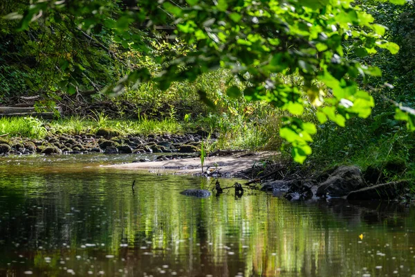 Långsam Skogsflod Sommargröna Skogar Med Klippor Bäcken Och Små Vattenfall — Stockfoto