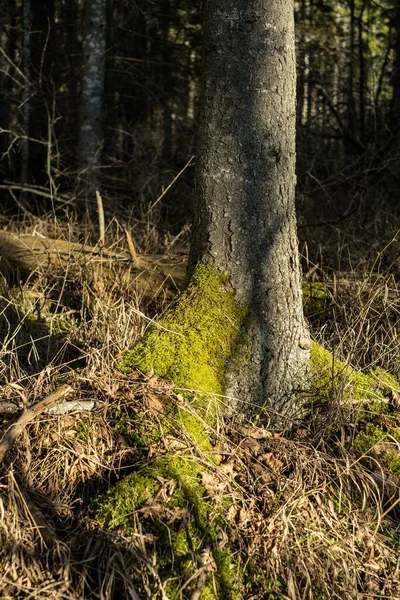 Μεγάλο Παλιό Κορμό Δέντρο Στο Δάσος Στο Φυσικό Περιβάλλον — Φωτογραφία Αρχείου