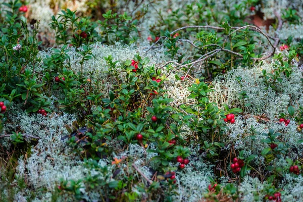 Arándanos Rojos Cama Del Bosque Verde Follaje Verano —  Fotos de Stock