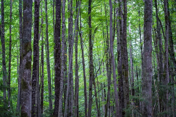 Tmavě Zelené Bukové Porosty Rostou Letních Lesích Kmeny Stromů Stínu — Stock fotografie