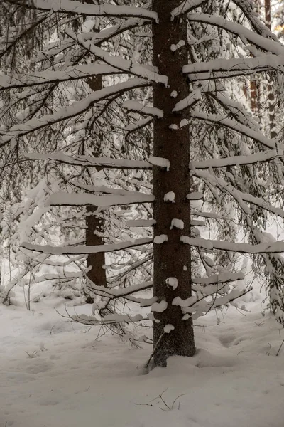 Magiczny Las Zimowy Drzewami Pod Osłoną Śniegu Słoneczny Dzień Kraju — Zdjęcie stockowe