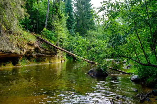 Petit Ruisseau Rivière Campagne Forêt Verte Été Avec Des Roches — Photo