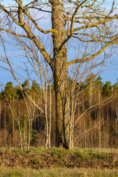 Grande Tronco Albero Vecchio Nella Foresta Ambiente Naturale — Foto Stock