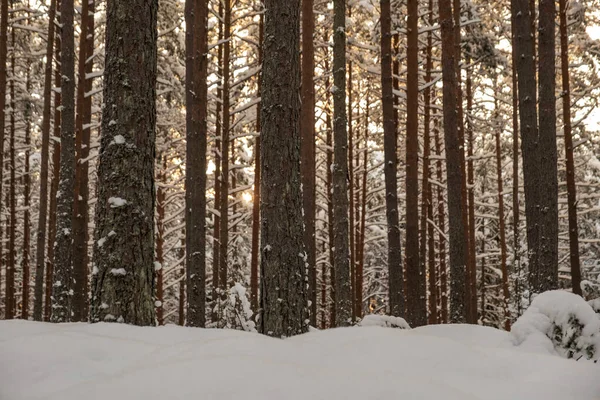 Mur Tronc Arbre Dans Forêt Hiver Couverte Neige Soleil Qui — Photo