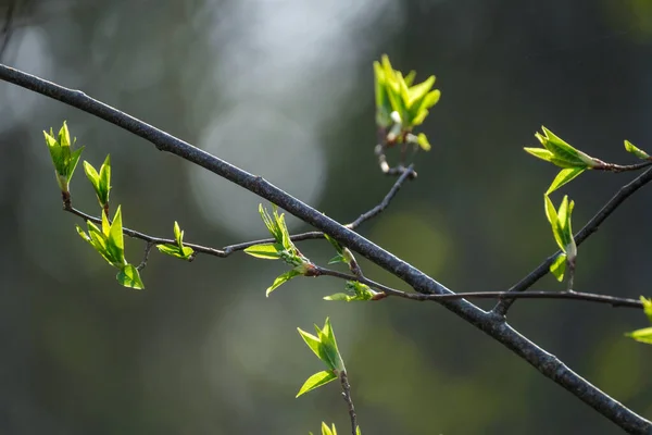 Tarafsız Arka Planda Baharda Küçük Ağaç Dalları Taze Yeşil Yapraklı — Stok fotoğraf