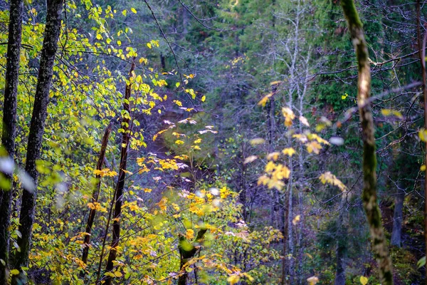秋叶叶色 自然界中的蝴蝶 背景模糊 色彩斑斓 — 图库照片